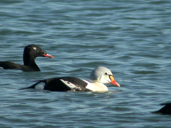 King Eider
