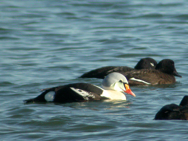 King Eider