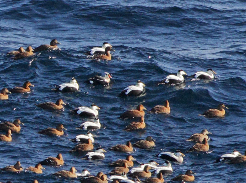 King Eider