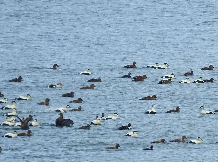 King Eider