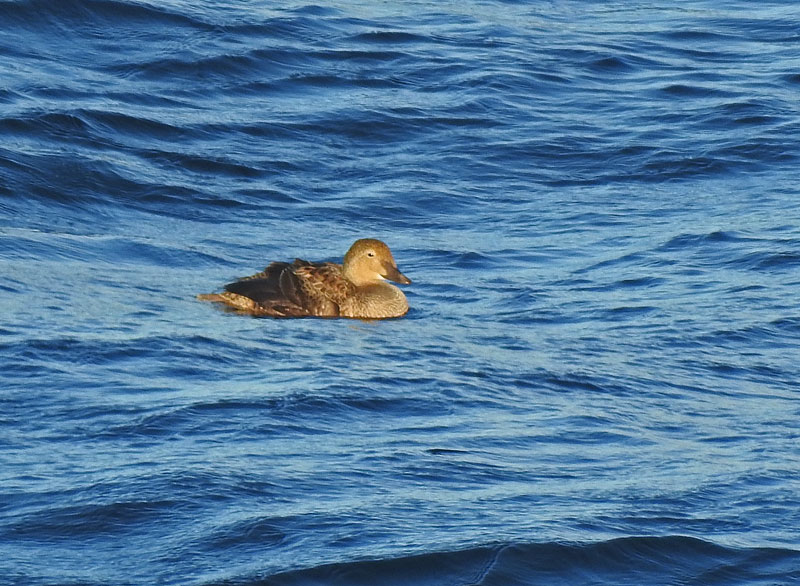 King Eider
