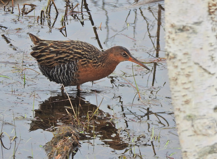 King Rail