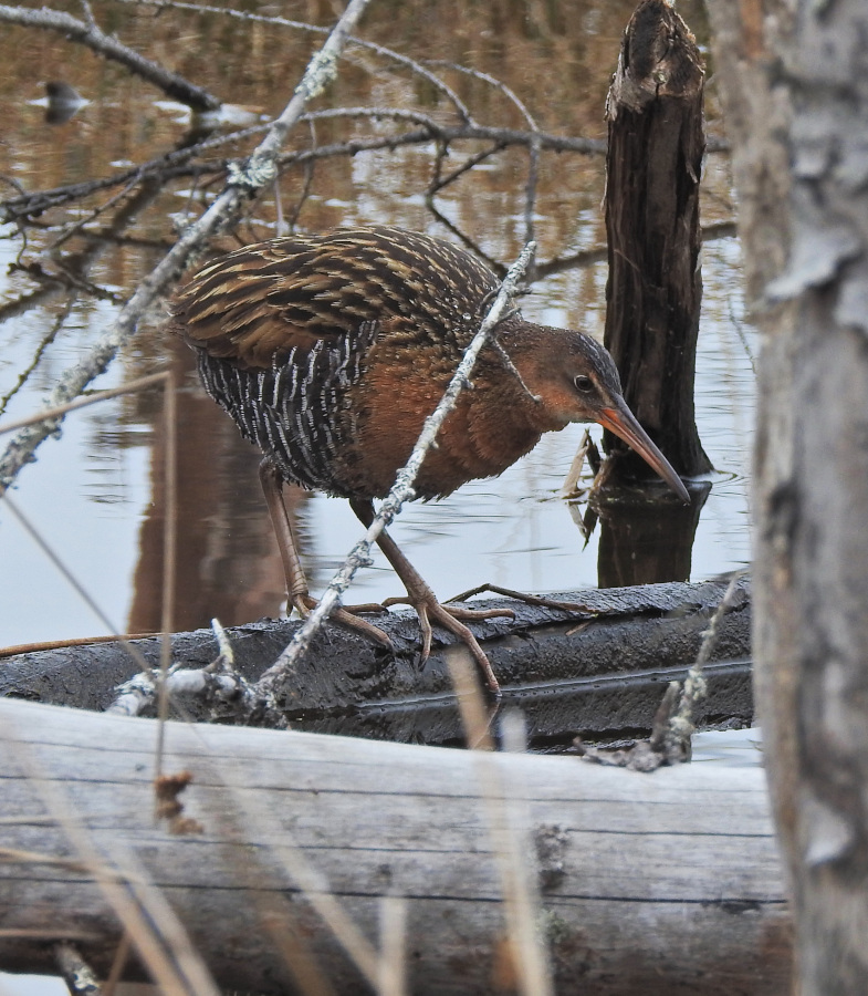 King Rail