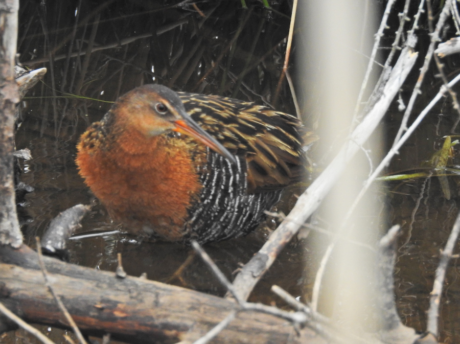 King Rail
