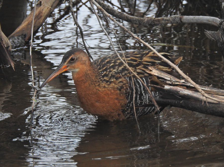 King Rail