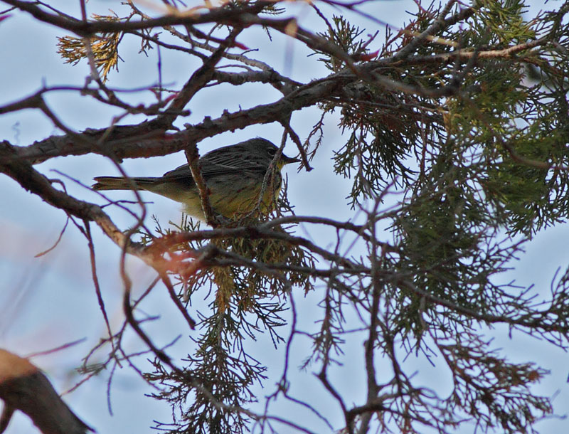 Kirtland's Warbler