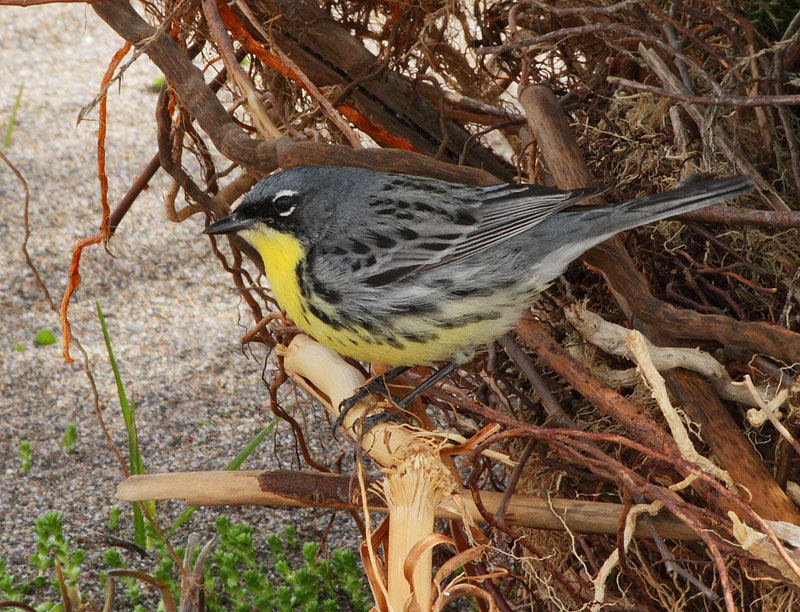 Kirtland's Warbler