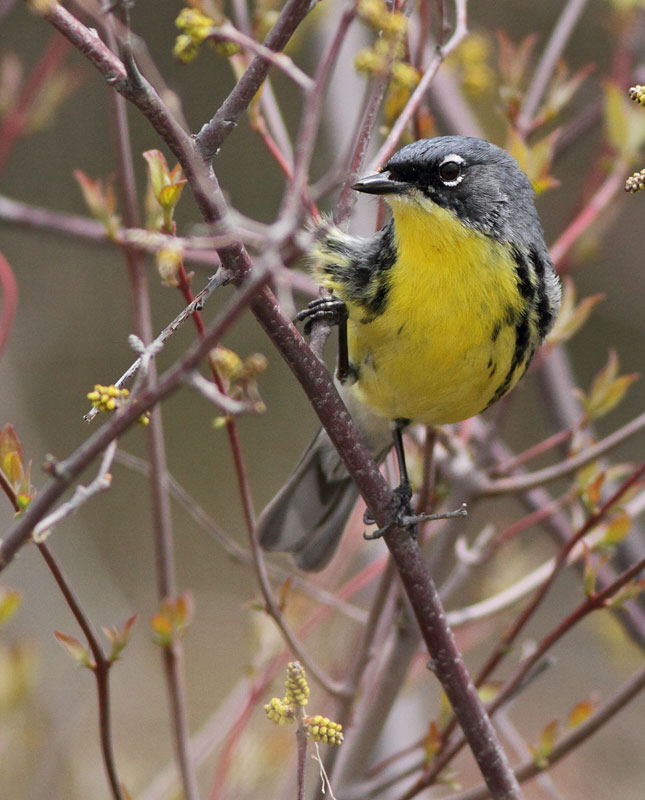 Kirtland's Warbler