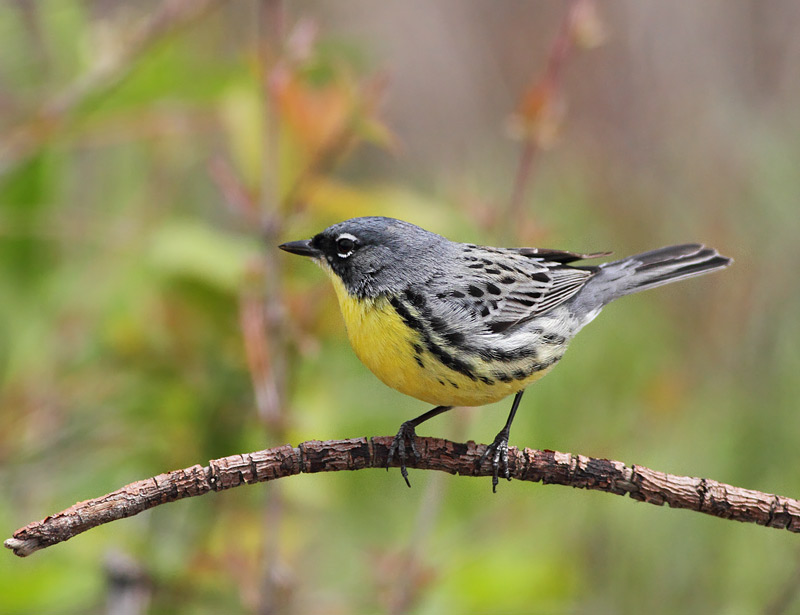 Kirtland's Warbler