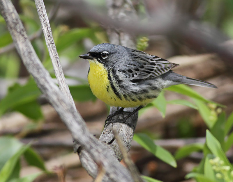 Kirtland's Warbler
