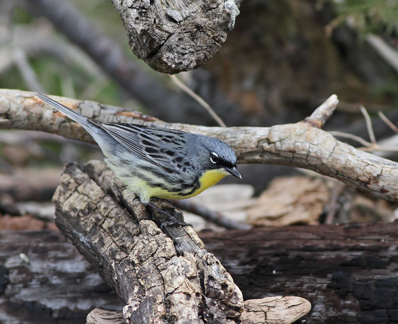Kirtland's Warbler