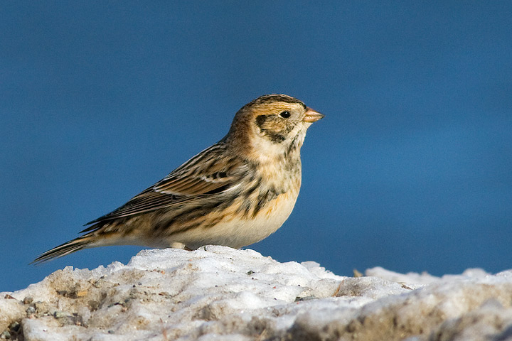 Lapland Longspur