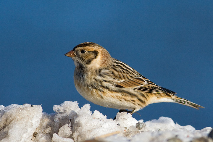 Lapland Longspur