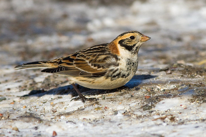 Lapland Longspur