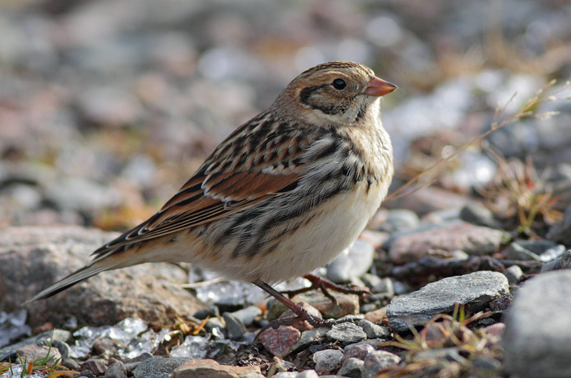 Lapland Longspur