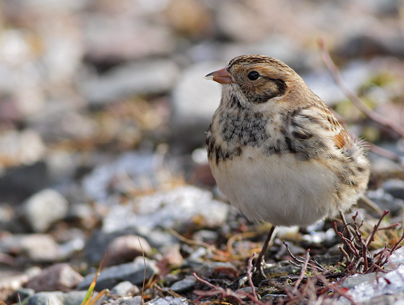 Lapland Longspur