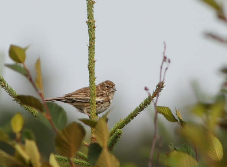 Lark Bunting
