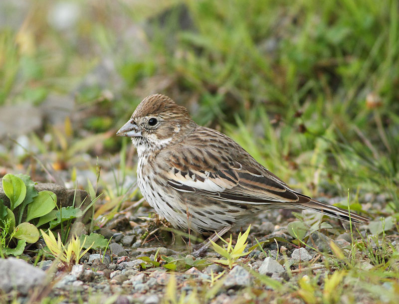 Lark Bunting