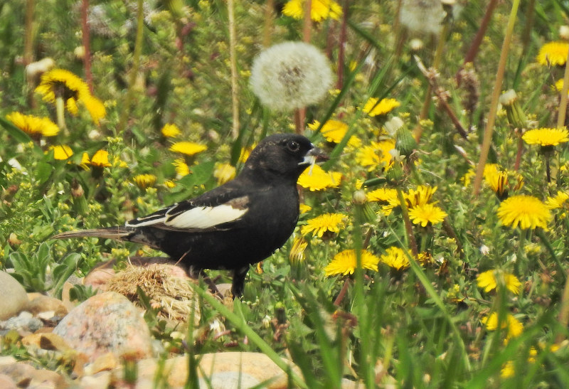 Lark Bunting