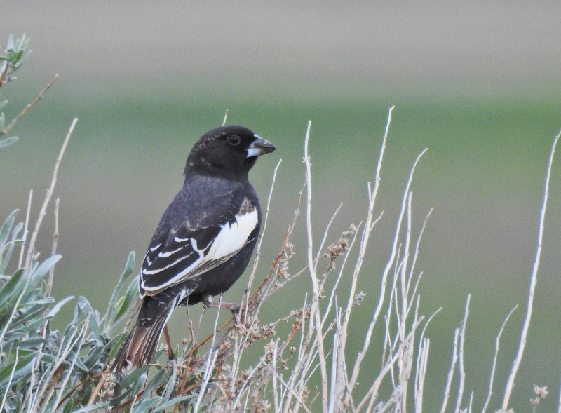 Lark Bunting