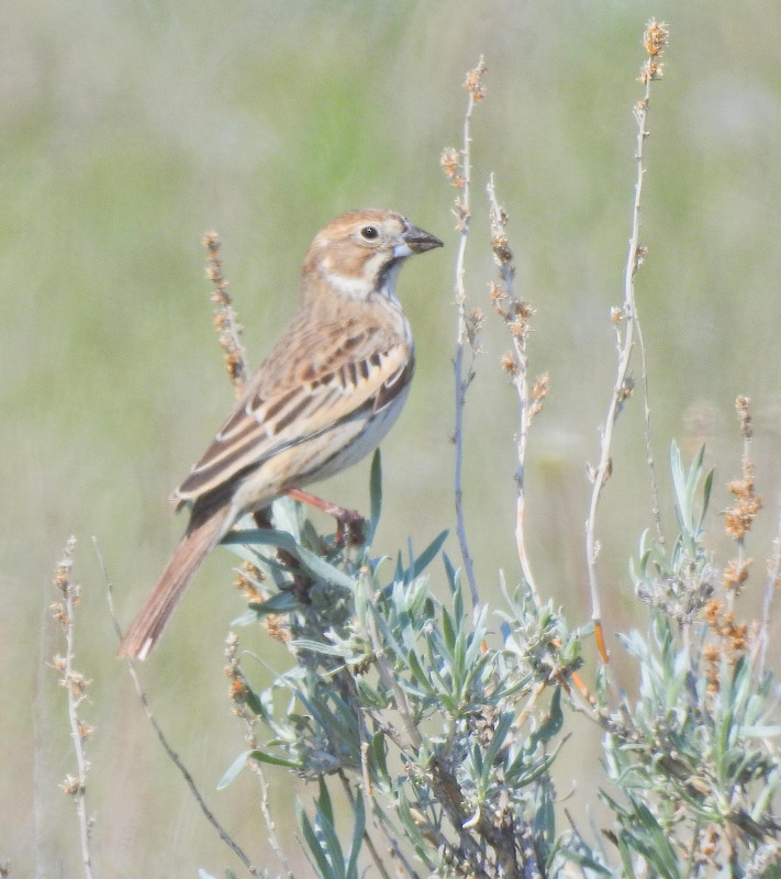 Lark Bunting