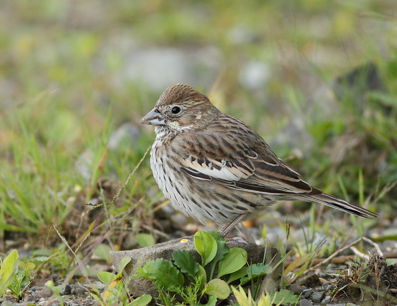 Lark Bunting