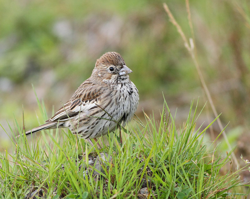 Lark Bunting