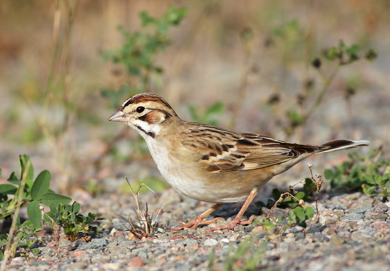Lark Sparrow