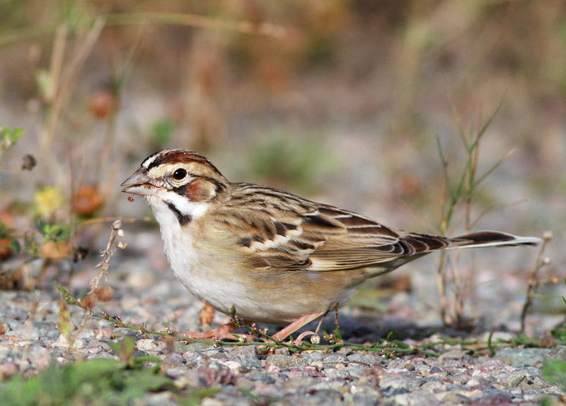 Lark Sparrow