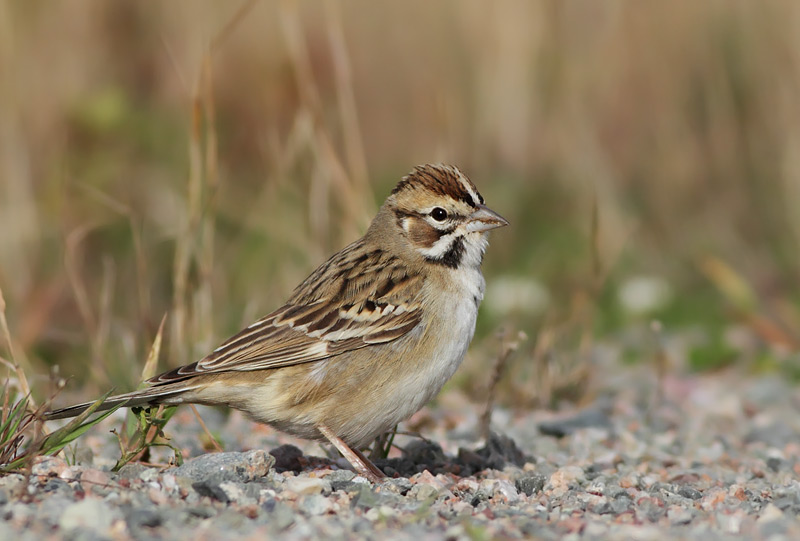 Lark Sparrow