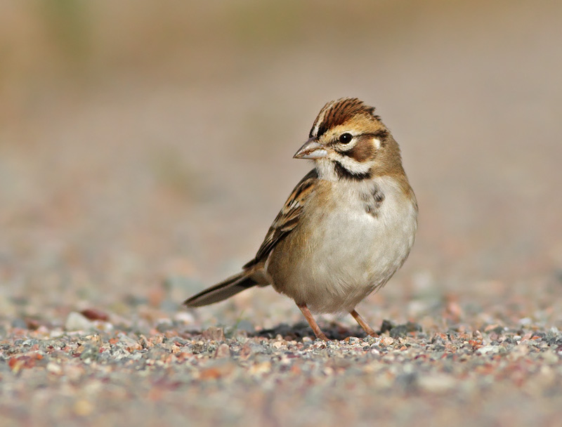 Lark Sparrow