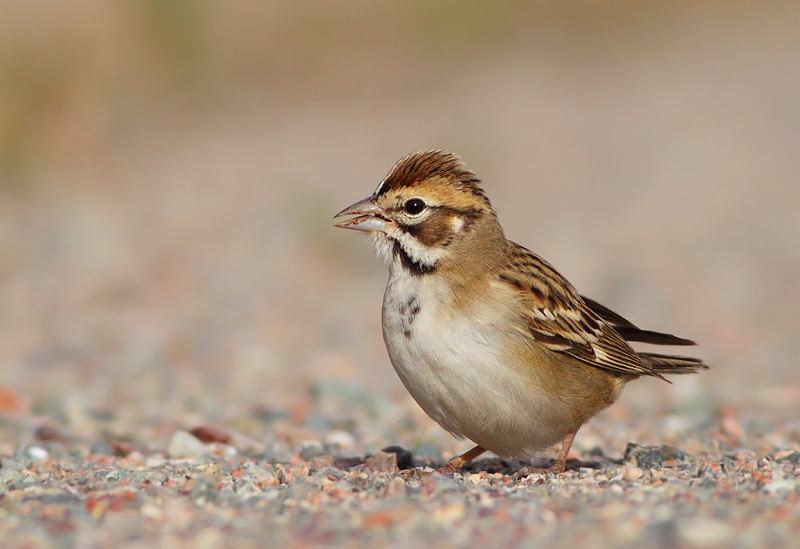 Lark Sparrow