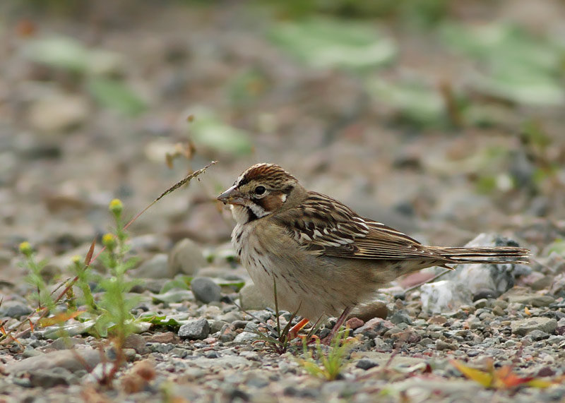 Lark Sparrow