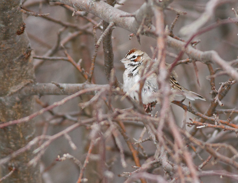 Lark Sparrow