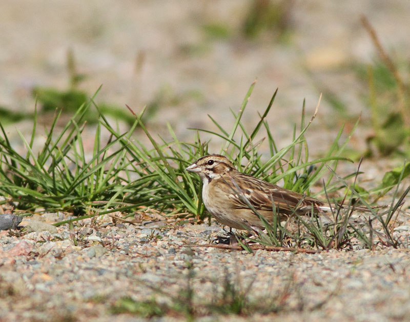 Lark Sparrow
