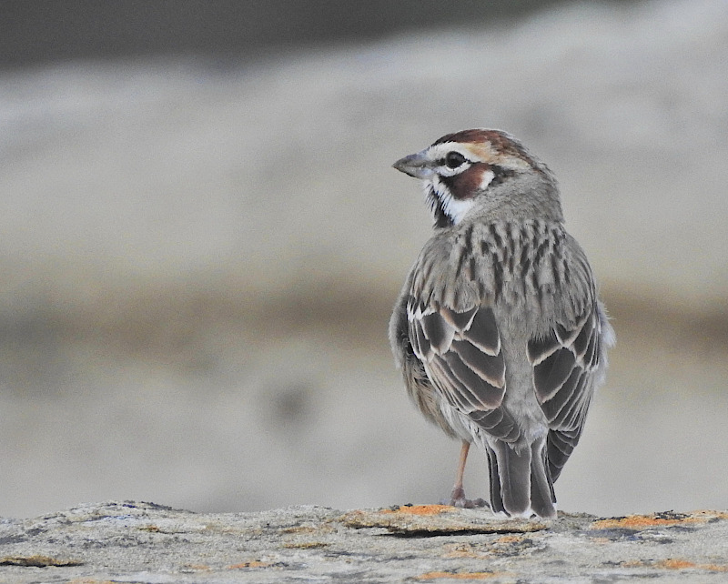 Lark Sparrow