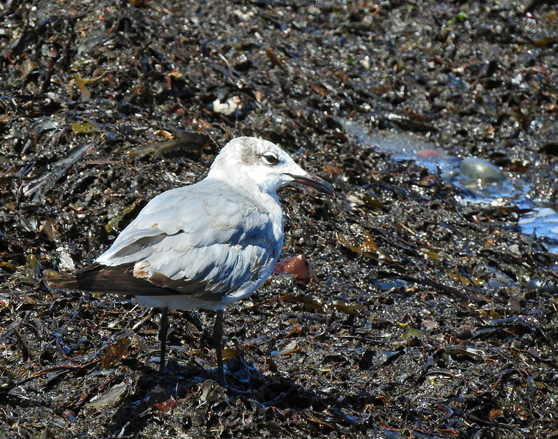 Laughing Gull
