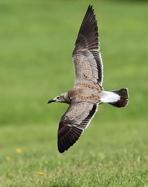 Laughing Gull