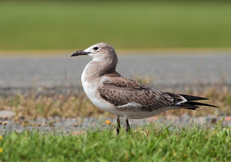 Laughing Gull