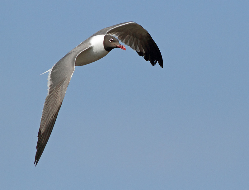Laughing Gull