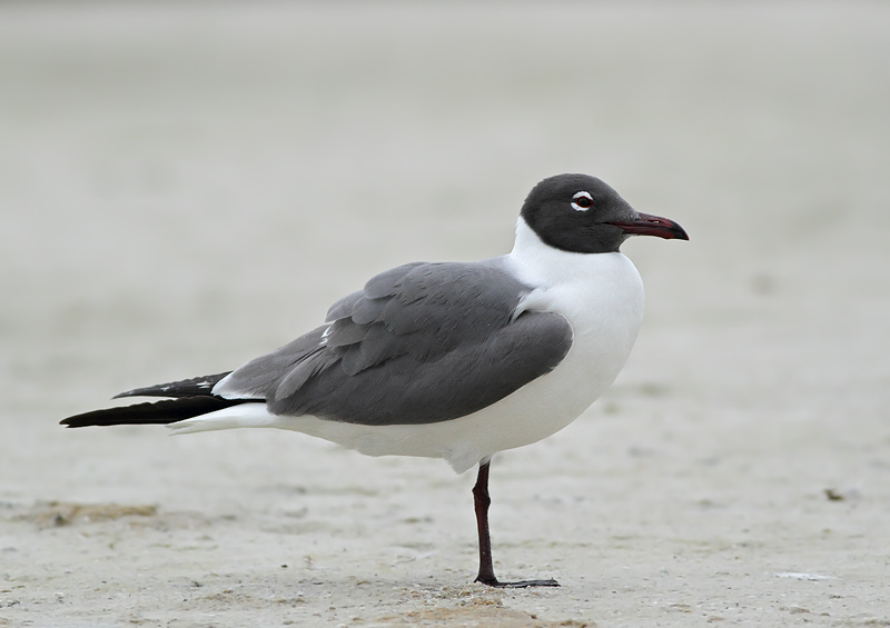 Laughing Gull