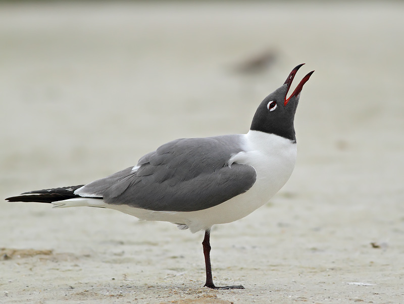Laughing Gull