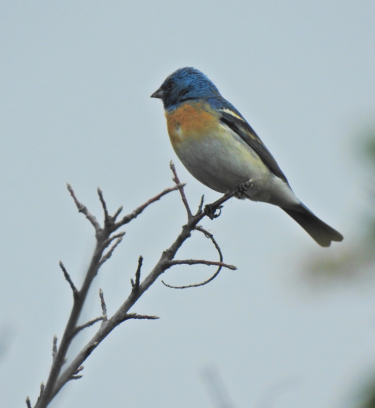 Lazuli Bunting
