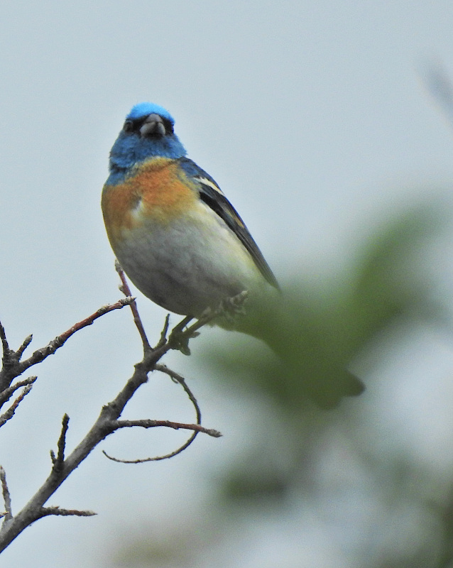 Lazuli Bunting