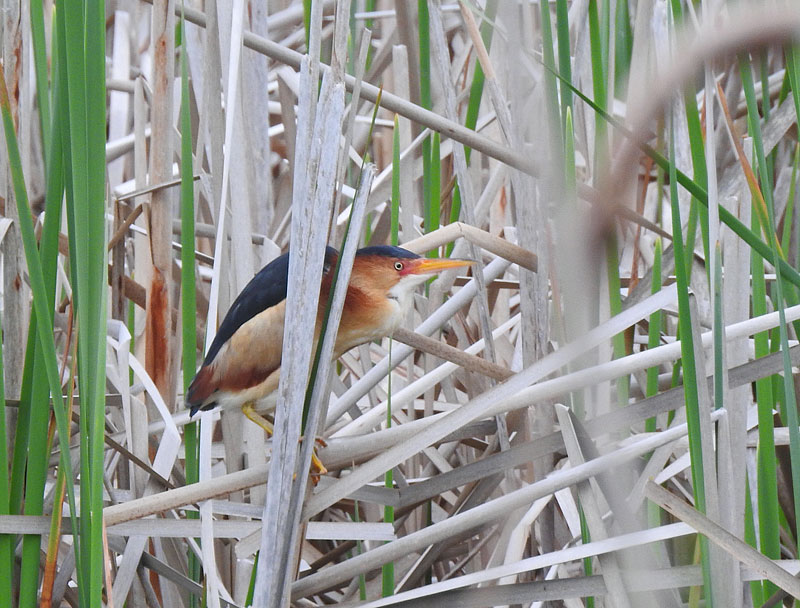 Least Bittern