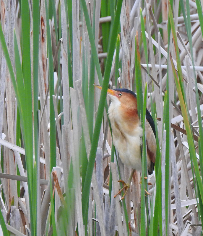 Least Bittern