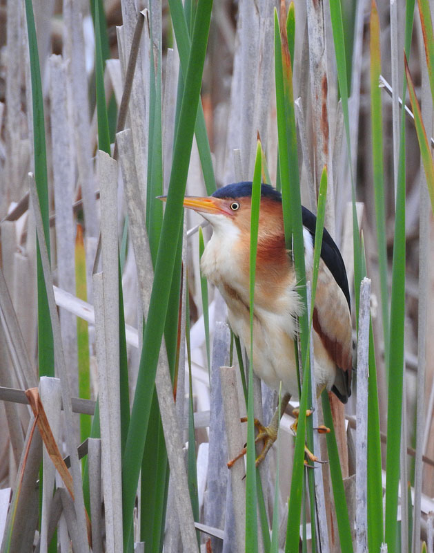Least Bittern