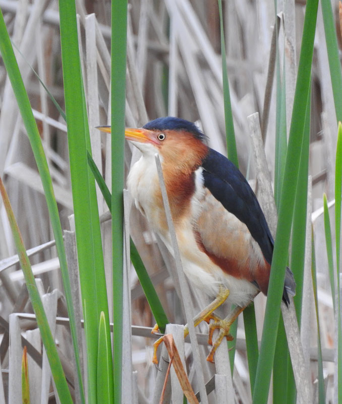 Least Bittern