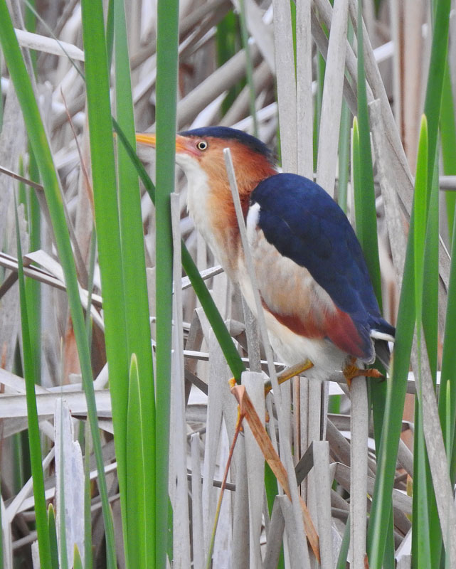 Least Bittern