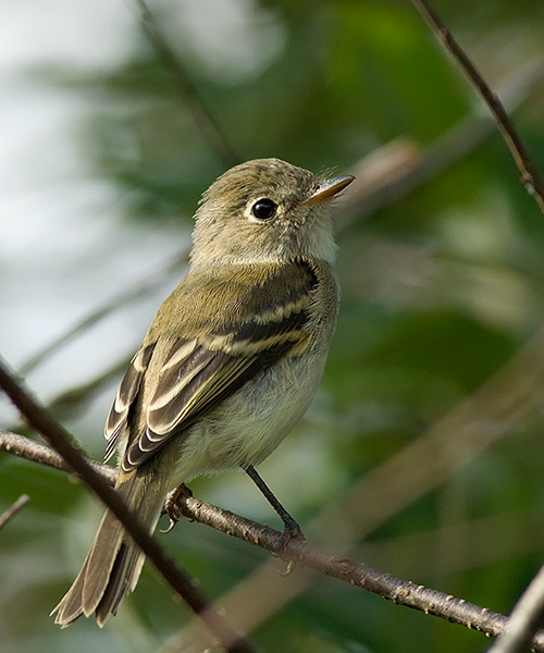 Least Flycatcher